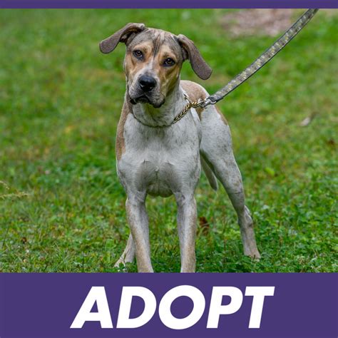 Jersey shore animal center - Hi; it’s me Gertie. I was adopted on April 19, 2018 by my new pet parent. I am so happy in my new home, my new parent gives me everything, well almost everything. We play every morning and every night with my favorite toy and I get to watch the birds and squirrels from my […]